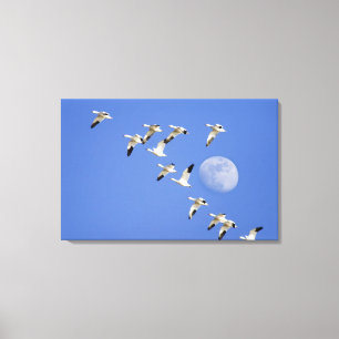 Snow geese take flight at Freezeout Lake NWR Canvas Print