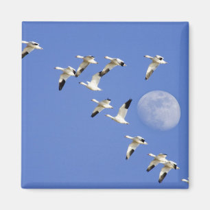 Snow geese take flight at Freezeout Lake NWR Magnet