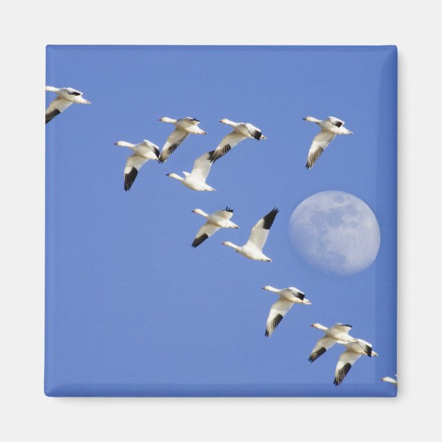 Snow geese take flight at Freezeout Lake NWR Magnet (Front)