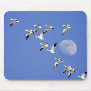 Snow geese take flight at Freezeout Lake NWR Mouse Mat