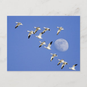 Snow geese take flight at Freezeout Lake NWR Postcard