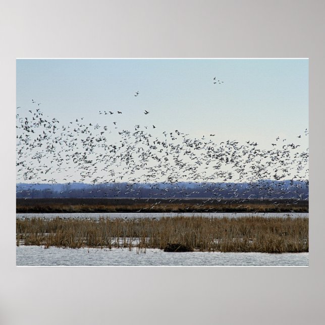 Snow Geese Taking off at Squaw Creek Refuge Poster (Front)