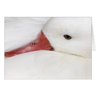 Snow Goose Chen caerulescens