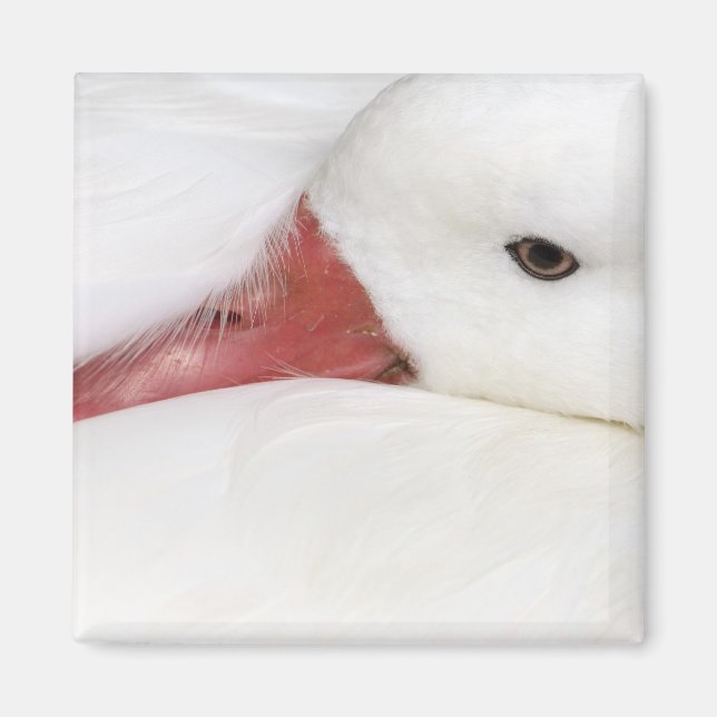 Snow Goose Chen caerulescens Magnet (Front)