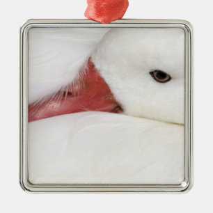 Snow Goose Chen caerulescens Metal Tree Decoration