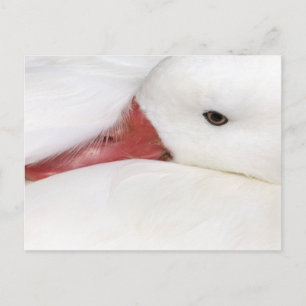 Snow Goose Chen caerulescens Postcard
