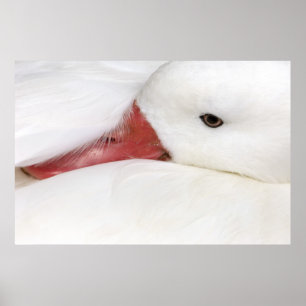 Snow Goose Chen caerulescens Poster