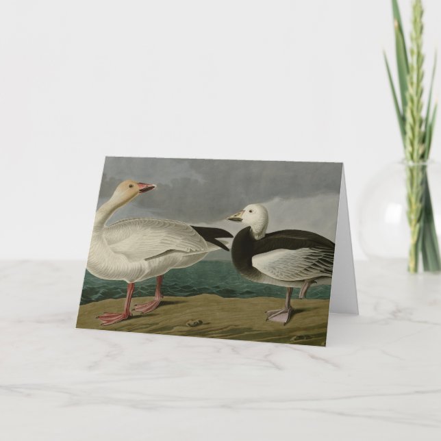 Snow Goose from Audubon's Birds of America Card (Front)