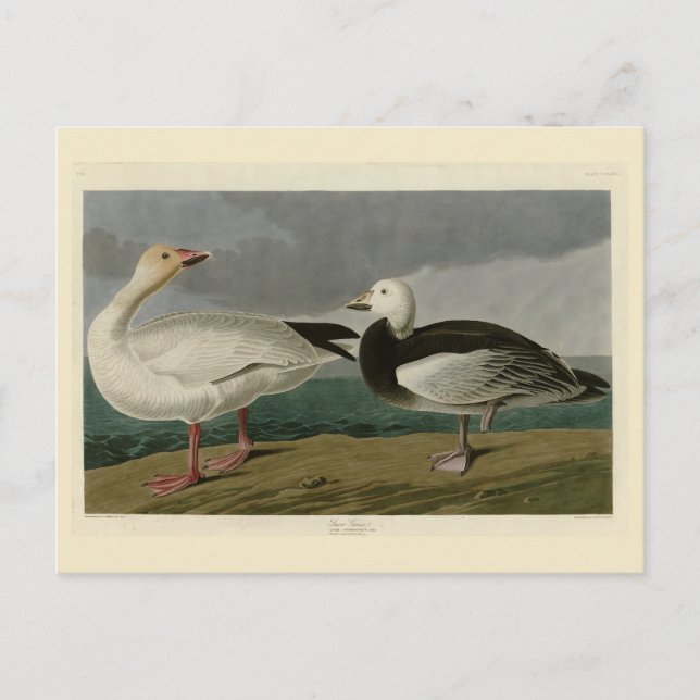 Snow Goose from Audubon's Birds of America Postcard (Front)
