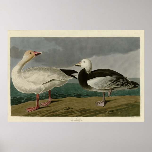 Snow Goose from Audubon's Birds of America Poster (Front)