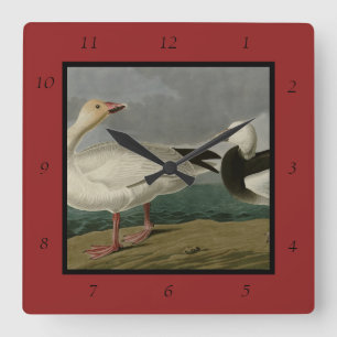 Snow Goose from Audubon's Birds of America Square Wall Clock