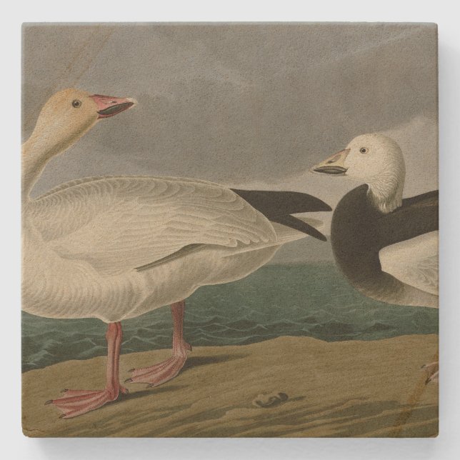Snow Goose from Audubon's Birds of America Stone Coaster (Front)