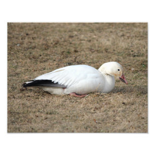 Snow Goose Photo Print
