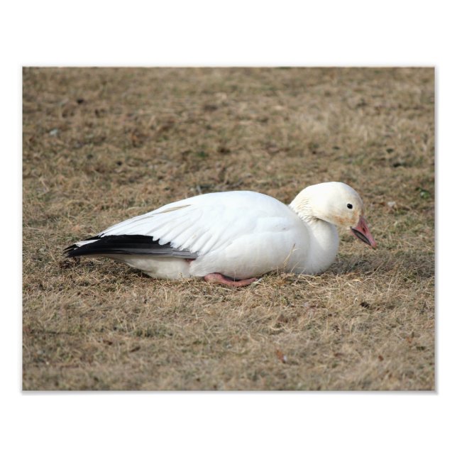 Snow Goose Photo Print (Front)
