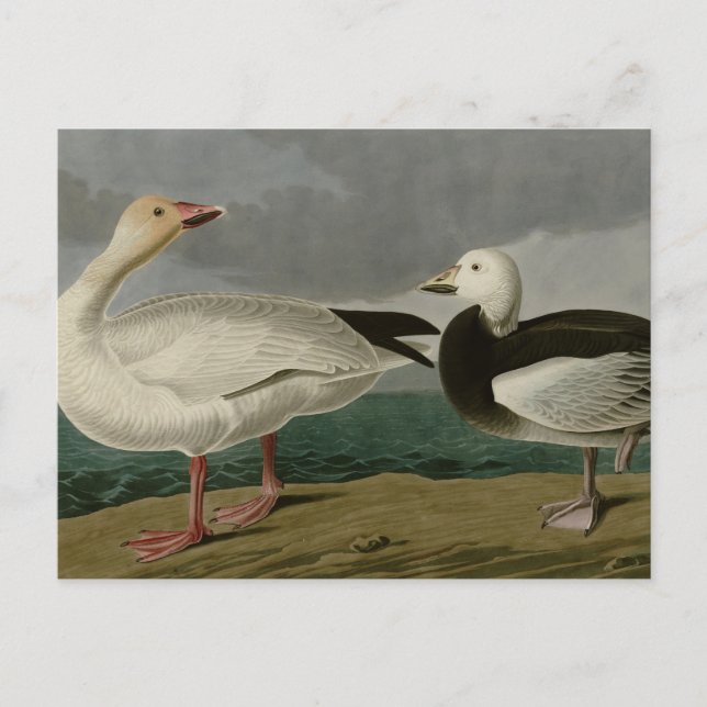 Snow Goose Postcard (Front)