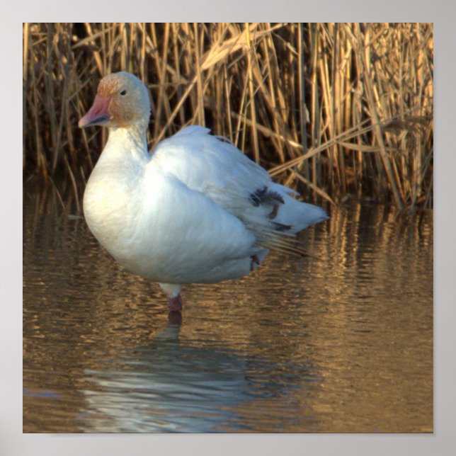 Snow Goose Poster (Front)
