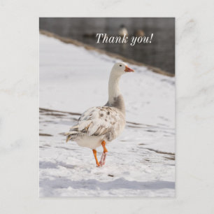 Snow Goose Strut Thank You Postcard