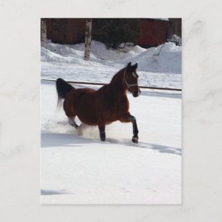 Snow Horse Postcard