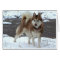 Snow Husky