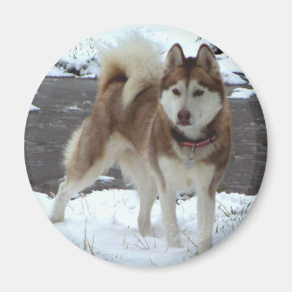 Snow Husky Magnet
