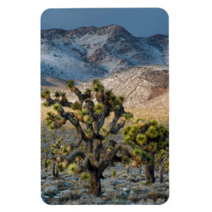 Snow In Death Valley Magnet