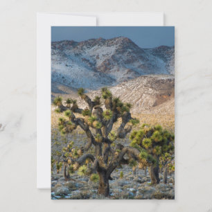 Snow In Death Valley Thank You Card