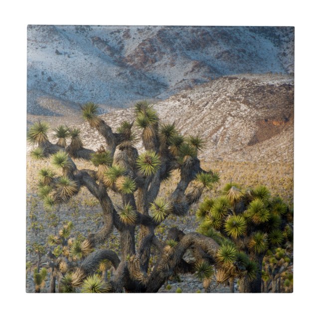 Snow In Death Valley Tile (Front)