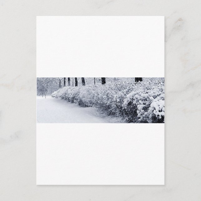 Snow in Sweden Postcard (Front)