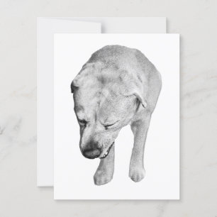 Snow-Kissed Hello from a Shaded Lab Postcard