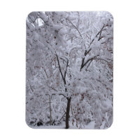 Snow-Laden Trees