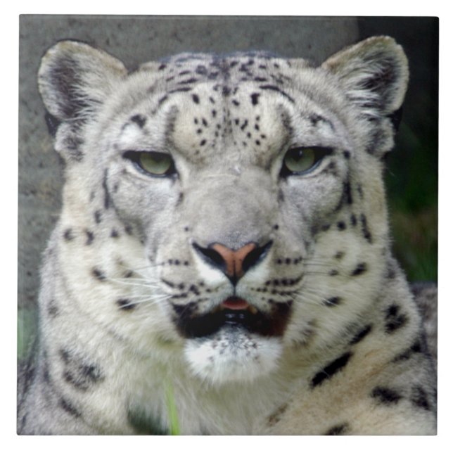 snow-leopard10x10 tile (Front)