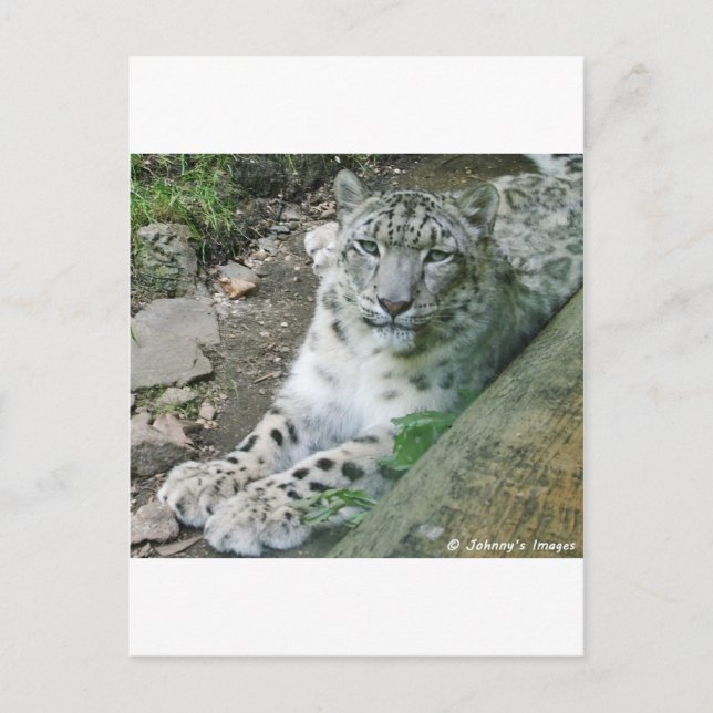 Snow Leopard 1 Postcard (Front)
