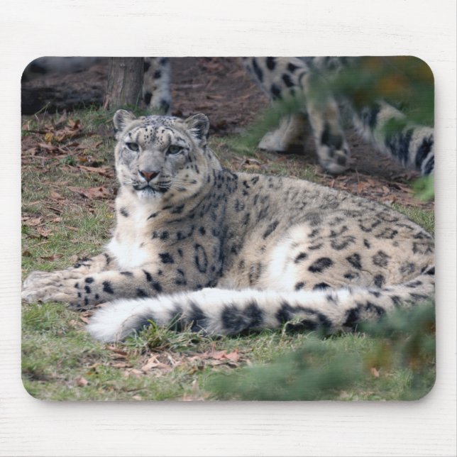 snow leopard 26 mouse mat (Front)