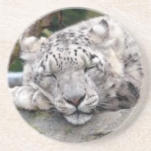Snow Leopard - beautiful! Coaster