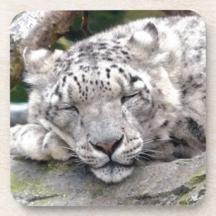 Snow Leopard - beautiful! Coaster