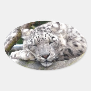 Snow Leopard - beautiful! Oval Sticker