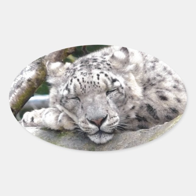 Snow Leopard - beautiful! Oval Sticker (Front)