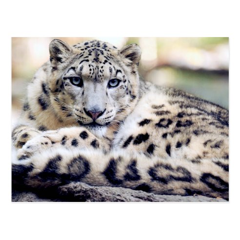 cdock snow leopard theme