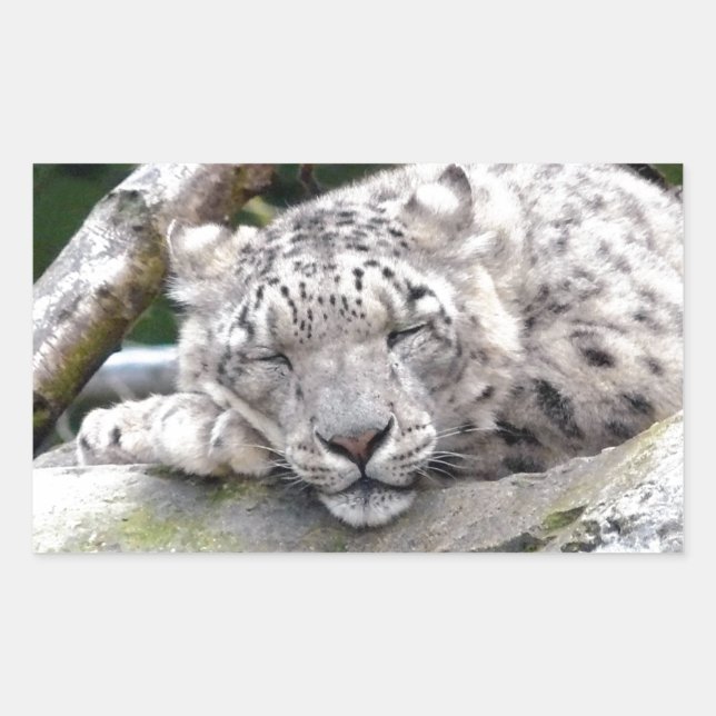 Snow Leopard - beautiful! Rectangular Sticker (Front)