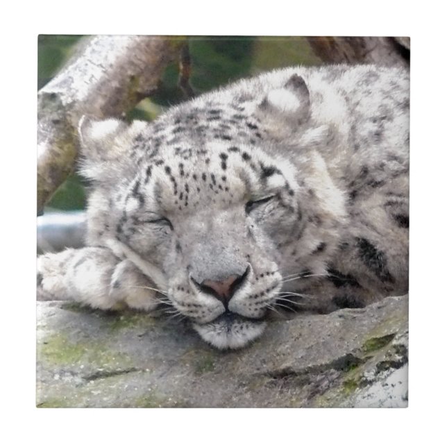 Snow Leopard - beautiful! Tile (Front)