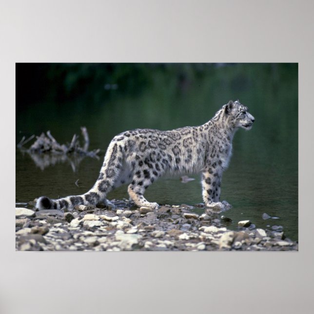 Snow leopard beside river poster (Front)
