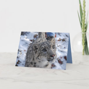 Snow Leopard Blank Greeting Card