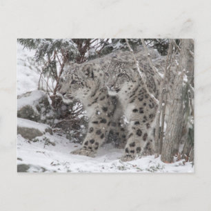 Snow leopard brothers walking in deep snow postcard
