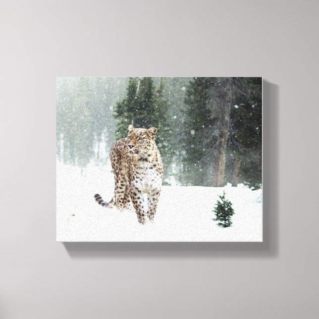 Snow Leopard Canvas Print (Front)