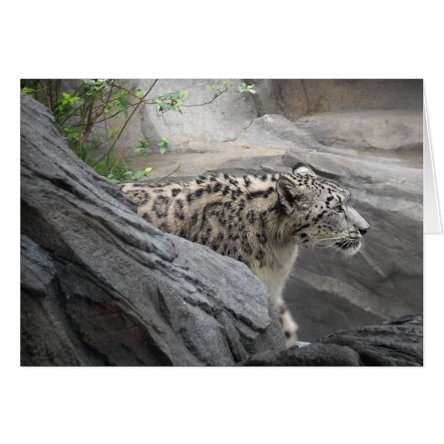 Snow Leopard Card (Front Horizontal)