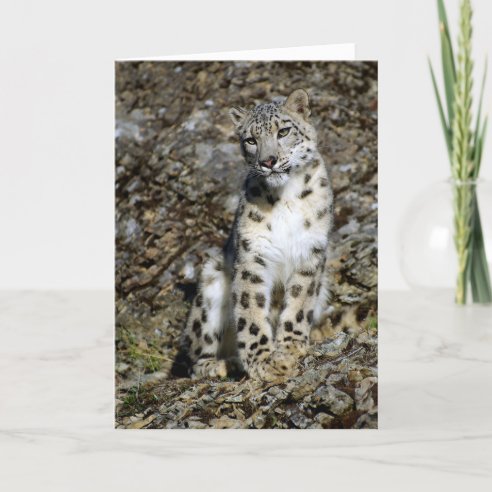 Snow Leopard Gifts &amp; Gift Ideas | Zazzle UK