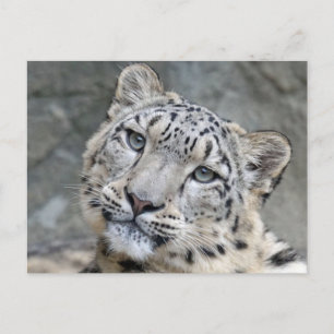 Snow Leopard Closeup Face Postcard