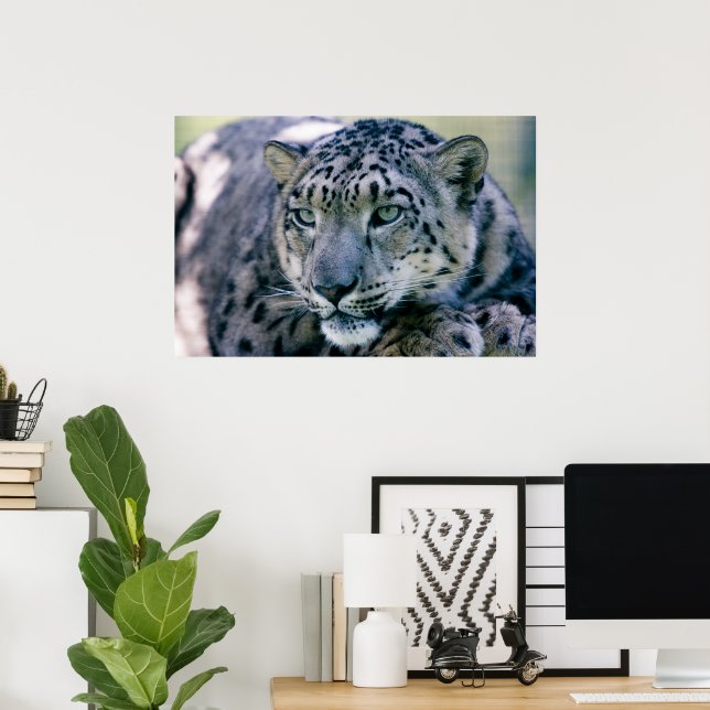 Snow Leopard closeup Poster (Home Office)