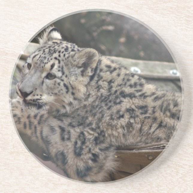 Snow Leopard Coaster (Front)