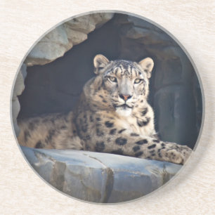 Snow Leopard Coaster